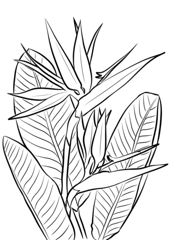 Bird Of Paradise Plant Coloring Page